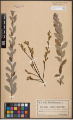 Foto von Salix aurita L. x Salix repens L.